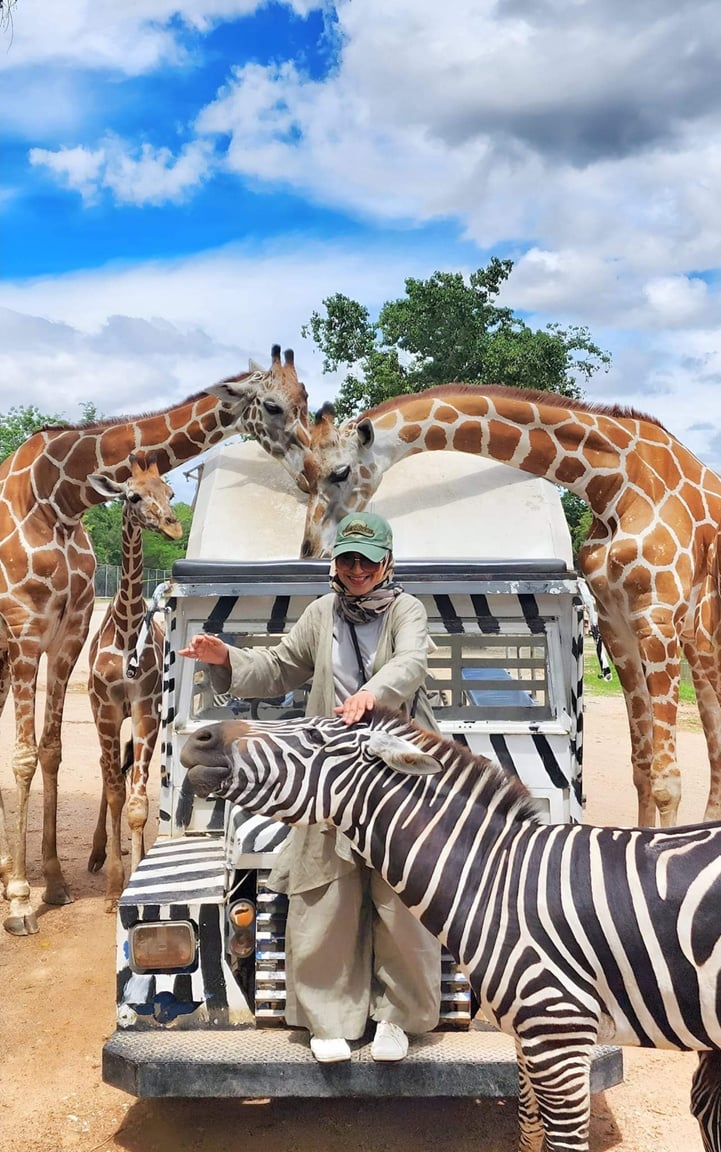 Kanchanaburi, Thailand - a zebra and two giraffes in front of a truck, Giraffes Encounter at Kanchanaburi Safari Park 